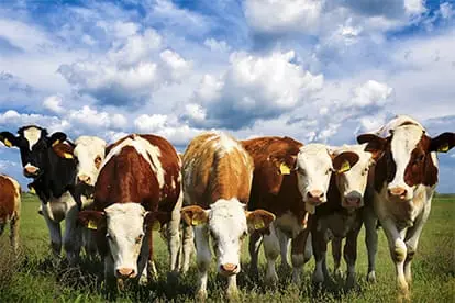 Farm Combined Insurance Cornwall